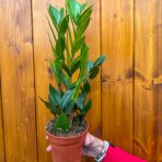 Zamiokulkas (Zamioculcas zamifolia) - výška 20-30 cm, kont. C1L